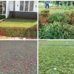 tukang rumput jabodetabek