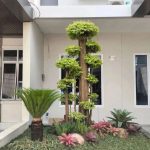 tukang taman lebak bulus